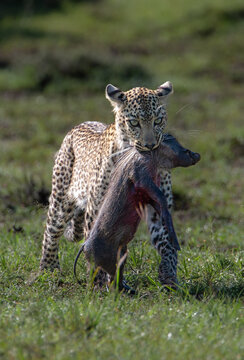 Leopard mit gefangenem jungen Warzenschwein in afrikanischer Savanne