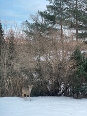 deer in winter forest