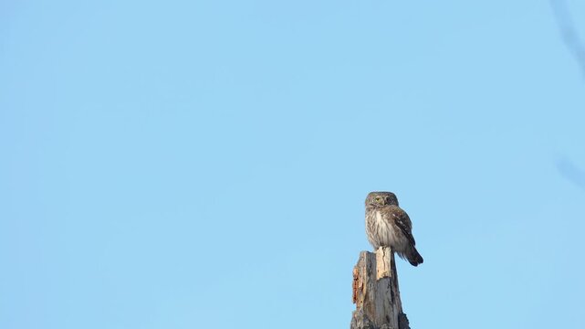 Bird Pygmy owl Glaucidium passerinum little owl natural dark forest north parts of Poland Europe Knyszyn Primeval Forest early spring time