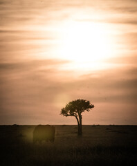 Silhouette eines Elefanten und Akazie im Abendlicht der afrikanischen Savanne © Kaesler Media