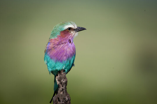 Gabelracke Nationalvogel Kenias