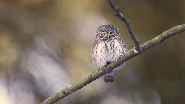 Bird Pygmy owl Glaucidium passerinum little owl natural dark forest north parts of Poland Europe Knyszyn Primeval Forest early spring time