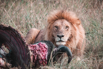 Männlicher Löwe mit erbeutetem Wasserbüffel im hohen Gras der Masai Mara © Kaesler Media