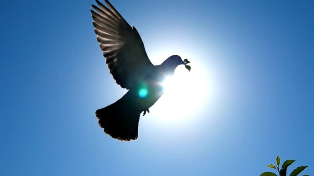 A dove in flight with outstretched wings against a clear blue sky with the sun shining brightly behind it from a low angle viewpoint