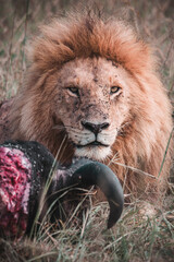 Männlicher Löwe mit erbeutetem Wasserbüffel im hohen Gras der Masai Mara © Kaesler Media