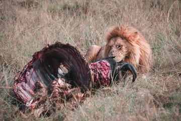 Männlicher Löwe mit erbeutetem Wasserbüffel im hohen Gras der Masai Mara © Kaesler Media