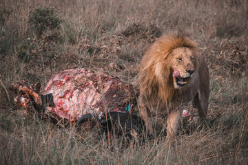 Männlicher Löwe mit erbeutetem Wasserbüffel im hohen Gras der Masai Mara © Kaesler Media
