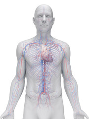 Obraz premium A Detailed 3D Depiction Of The Circulatory System Of A Man