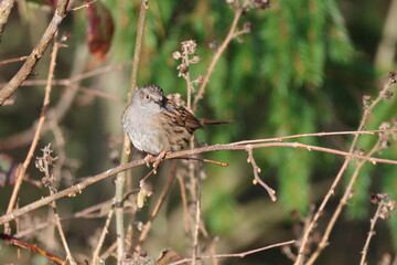 the hedge sparrow often referred to as the dunnock (Prunella modularis)