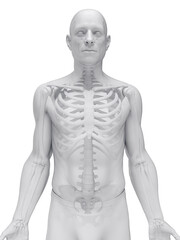 Obraz premium A Detailed 3D Depiction Of The Skeletal System Of A Male