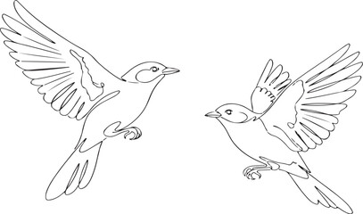 Obraz premium Two Flying Birds Line Art: Nature-Themed Illustration Set