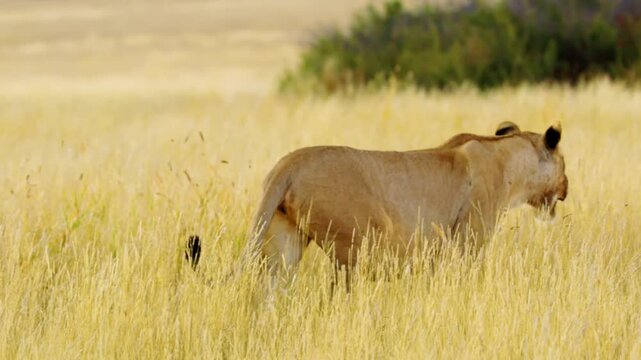 A majestic Lion Panthera leo walking away from camera in Savanah of Mabuasehube, Botswana, South Africa 