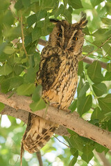 long-eared owl, b&uacute;ho chico, Asio otus