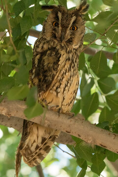 long-eared owl, b&uacute;ho chico, Asio otus
