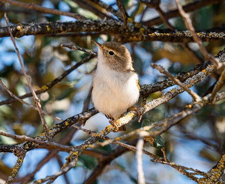 Bonelli's warbler, mosquitero papialbo en una rama de &aacute;rbol,  Phylloscopus bonelli