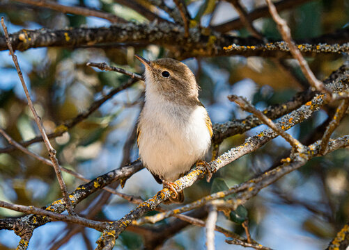 Bonelli's warbler, mosquitero papialbo en una rama de &aacute;rbol,  Phylloscopus bonelli