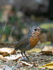 petirrojo europeo, european robin, erithacus rubecula, bird, p&aacute;jaro 