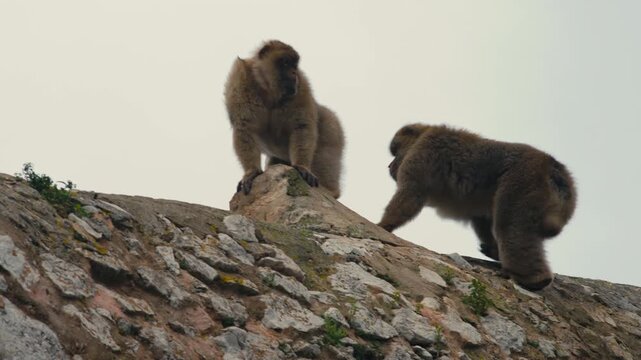 Two Barbary macaques standing on a rocky ridge on the Rock of Gibraltar, captured against a clean sky with natural light and rugged texture.