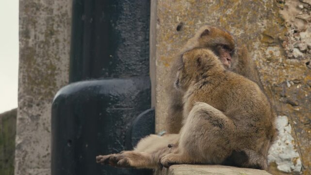 Two Barbary macaques monkeys resting near a stone wall on the Rock of Gibraltar, one yawning widely in a candid wildlife moment.