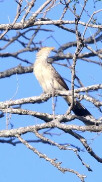 A guira cuckoo (Guira guira) perched on a leafless branch. Vertical, for mobile.