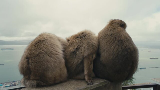 Three Barbary macaques monkeys sitting side by side on a ledge, overlooking the Strait of Gibraltar with cargo ships and coastline in the distance.