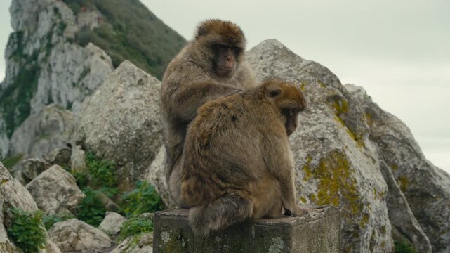 Two Barbary macaques monkeys grooming on limestone rocks on the Rock of Gibraltar with dramatic cliffs and Mediterranean coastline behind.