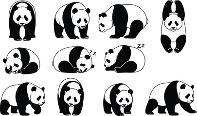 Cute panda bear poses collection showing sleeping, standing, stretching and walking giant panda animals isolated black vector illustration set © Sujoy