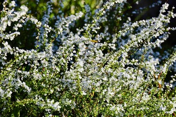 激しい春風に煽られるユキヤナギ