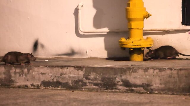 Several rats running along urban street curb and backyard alleys in evening light illustrating rodent overpopulation, city sanitation concerns and growing pest problem in residential areas