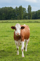 Fototapeta premium Closeup on a brown and white Belgian cow standing in a meadow looking into the camera