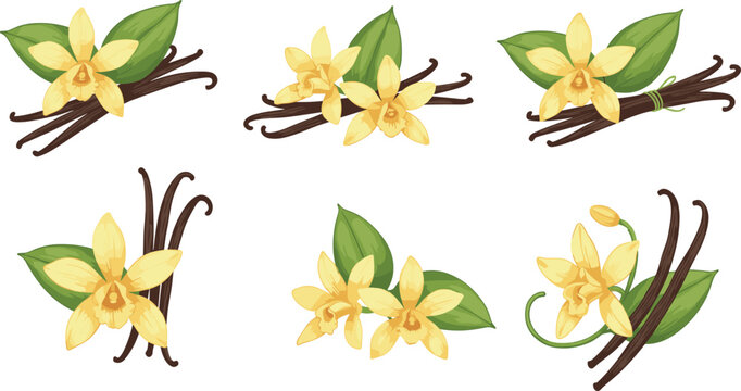 Detailed vector set of yellow vanilla orchids and dark spice beans featuring botanical arrangements with green leaves