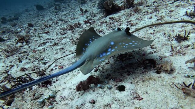 Serene Blue Spotted Stingray Gliding Across Sandy Seafloor