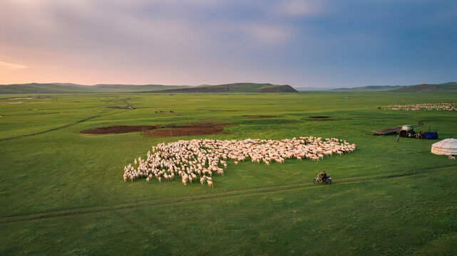 Aerial view of a herder riding a motorcycle and herding sheep across the grasslands of Inner Mongolia at dusk
