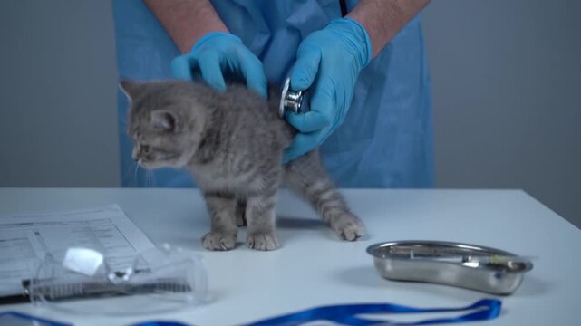 Animal doctor tries to examine naughty gray kitten on table in clinic. Male veterinarian and cheerful fidget feline at checkup at pet hospital. Vet tries checking funny little cat in pet care center. 
