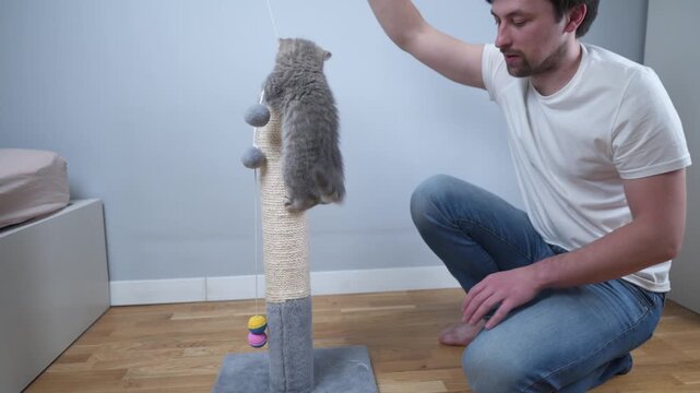 Young Caucasian male playing with funny little gray Scottish Straight kitten at home sitting on floor. Child tabby cat owner cheers up with pet toys. Man spending time with domestic animal.