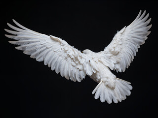 Fototapeta premium White Dove in Mid-Flight with Wings Spread Wide Against Black Background, Detailed Feather Texture and Graceful Motion Captured for Peace or Freedom Themes