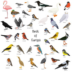 Fototapeta premium vector drawing birds of Europa, hand drawn illustration, isolated nature design elements