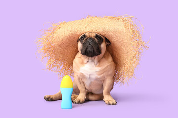 Cute French bulldog with hat and sunscreen on lilac background