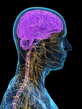 A Detailed 3D Depiction Of The Nervous Organs Of The Head Of A Male