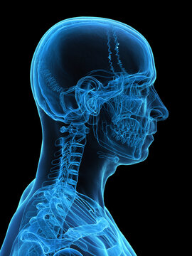 A Detailed 3D Depiction Of The Head Bones Of A Male
