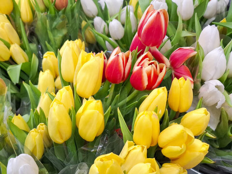 Bouquets of tulips of various colors
