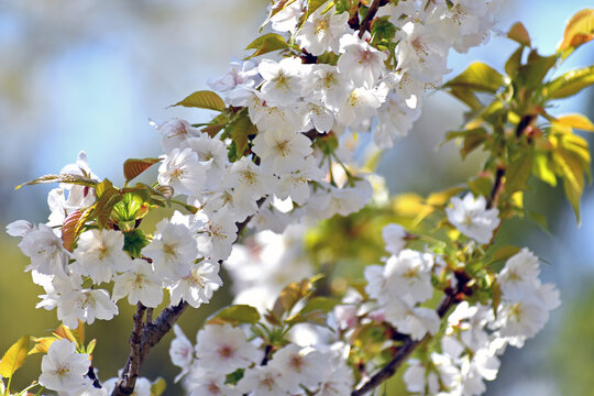 山桜 白い花アップ