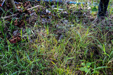 Fototapeta premium Grass And Fallen Leaves In Garden