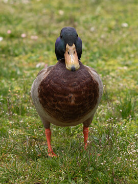 Male mallard duck (Anas platyrhynchos) standing on grass, front view