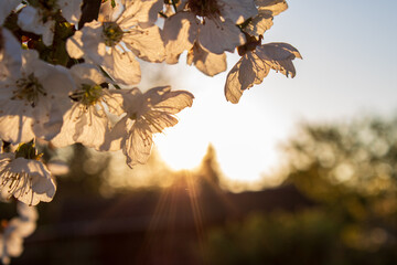 Cherry blossoms backlit by warm sunlight at sunset, spring bloom © Lilli Bähr