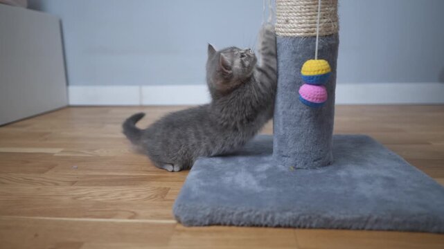 Playful scottish straight gray kitten plays with owner of house on floor, man teases kid cat with toy mouse on string, animal catches prey and jumps on scratching post. Cute kitty on claw sharpener.
