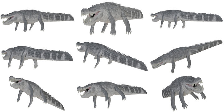 Digital render of ancient crocodile from various angles.