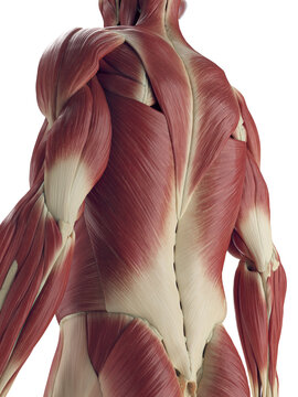 A Detailed 3D Depiction Of The Superficial Muscles Of A Man