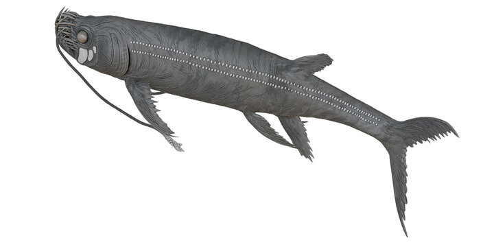 Deep-sea dragonfish illustration in grayscale.