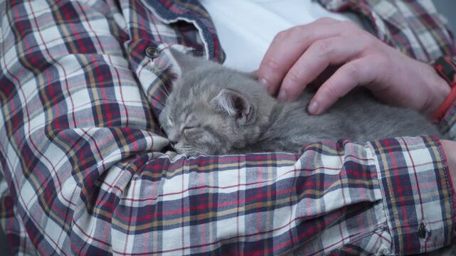 Caucasian male holds small cute gray Scottish Straight kitten in arms that falls asleep at home on couch. Man hands safely hold tiny sleeping British Purebred fluffy kitten. Newborn cat, kid animal.